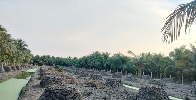 Nông dân Tiền Giang “mơ làm giàu” ồ ạt phá bỏ nhiều cây đặc sản chuyển sang trồng cây sầu riêng. (09/01/2024)